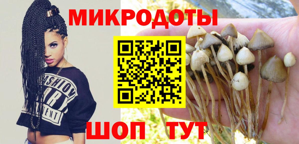 Псилоцибиновые грибы Psilocybe Саров